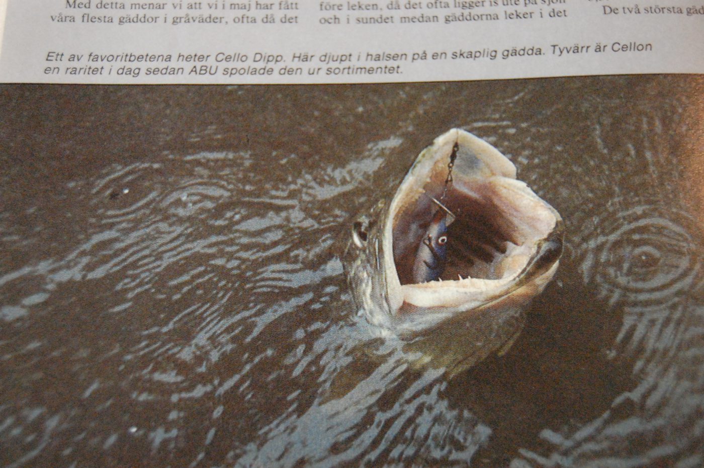 Specimenfisket 1984