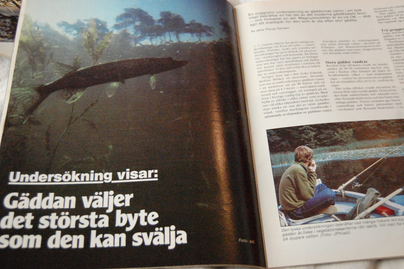 Specimenfisket 1984