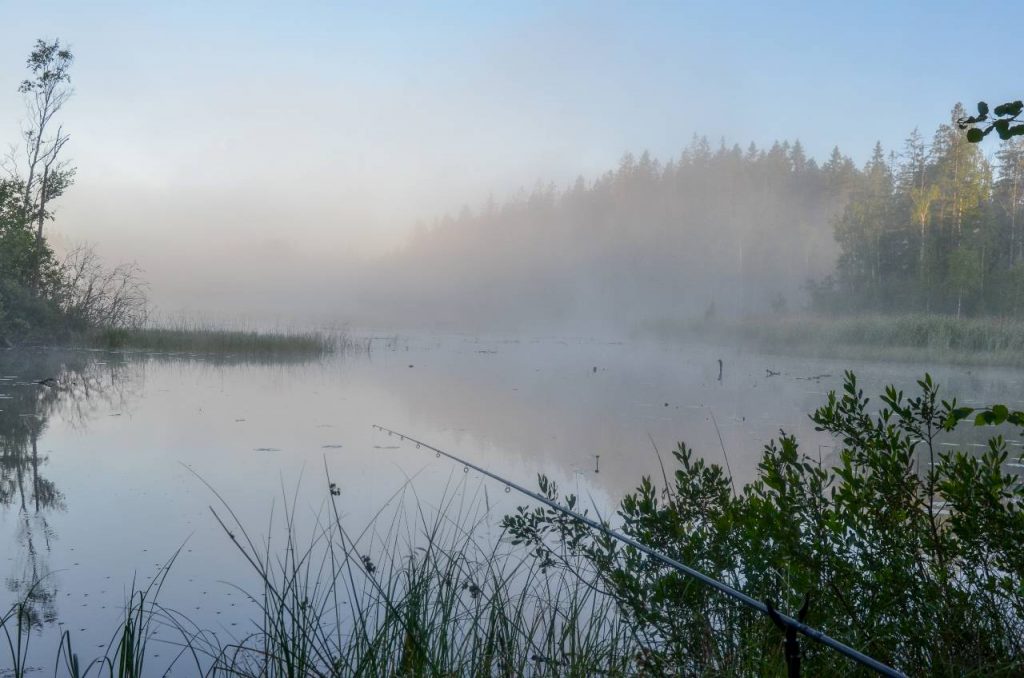 Flötmete efter sutare vid en liten skogssjö en härlig sommarmorgon.