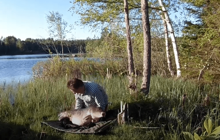 Storkarp från Färgsjön 2018